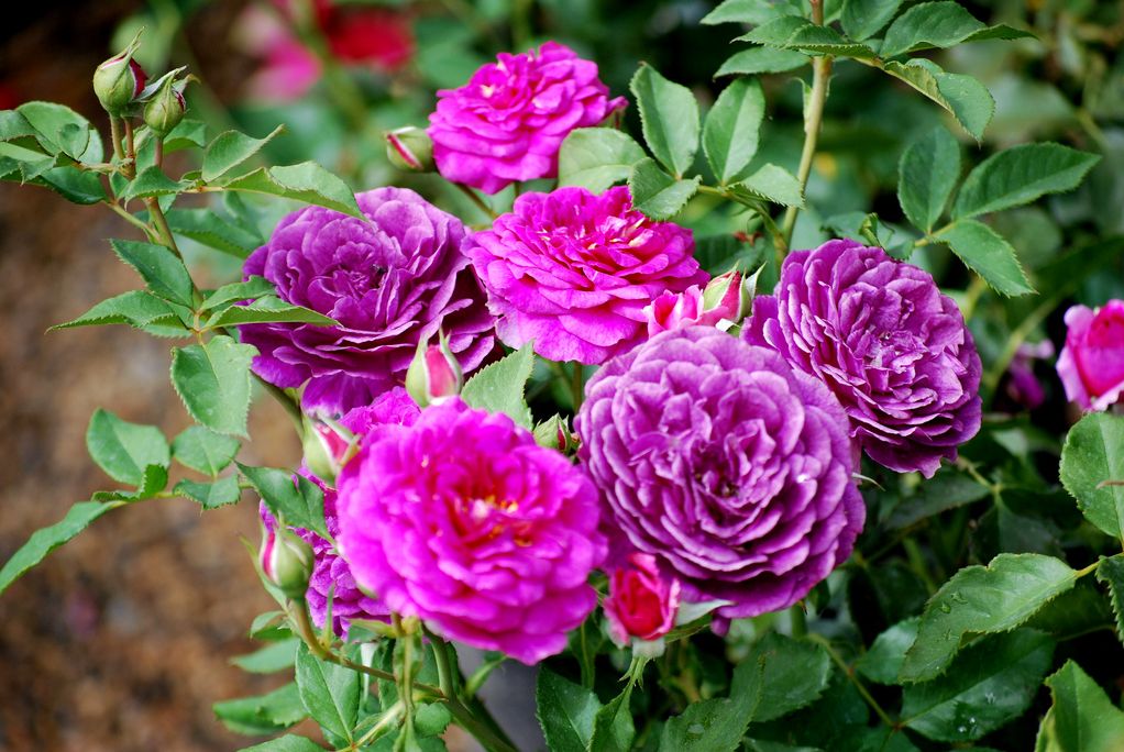 豐花月季基地，豐花月季價格，豐花月季批發
