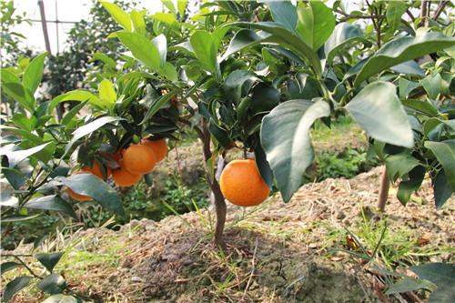 四川大雅柑1號苗批發，四川大雅柑1號苗特點