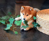 順義區(qū)柴犬喂養(yǎng)知識要注意哪些-精靈寵物犬舍-順義區(qū)柴犬犬舍