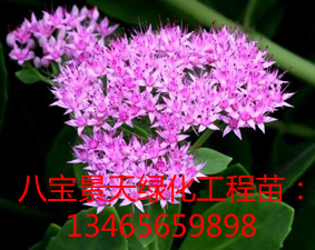 【八寶景天價(jià)格】【八寶景天工程苗】【【八寶景天廠家】】