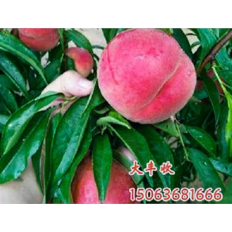 映霜紅桃苗找大豐收果樹(shù)_品種優(yōu)良_**映霜紅桃苗