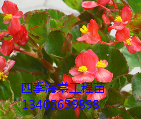 【四季海棠價格】【四季海棠哪里有】【四季海棠種植】@花重錦