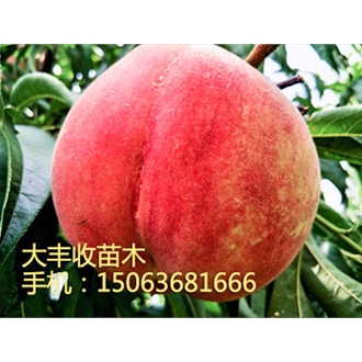 秋彤桃苗|山東**大豐收桃苗批發