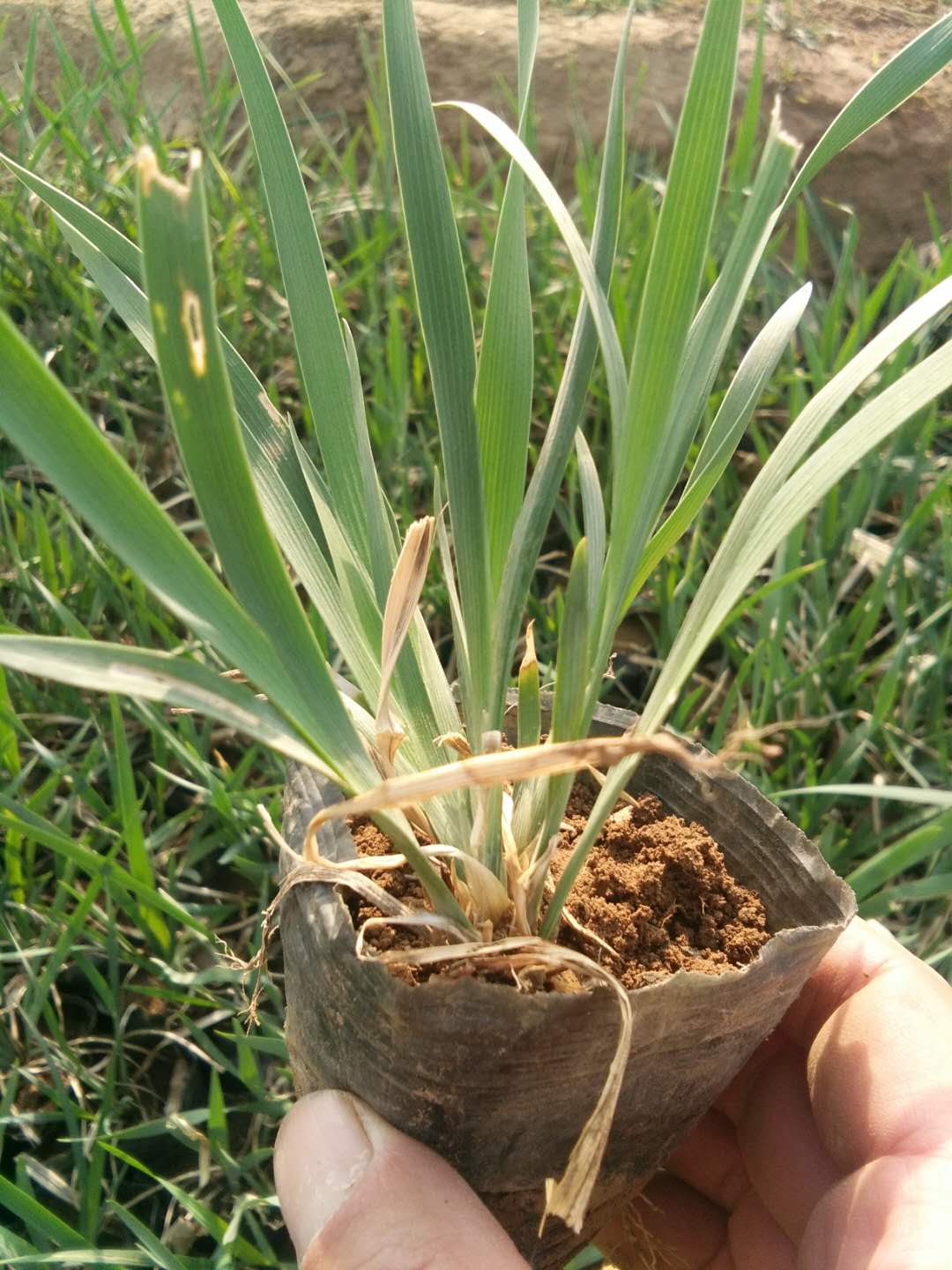 【青州馨園花卉】綠化用批量草花馬蘭