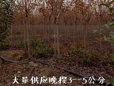 哪有合格的大苗基地|樹苗批發
