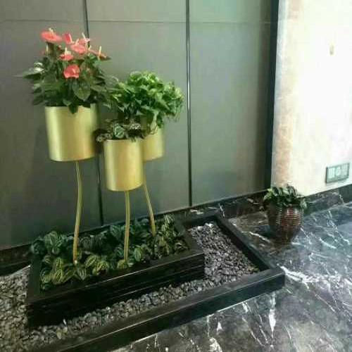 望城鮮花綠植_望城花卉植物租擺_長(zhǎng)沙市望城區(qū)宇林花卉園林基地（普通合伙）