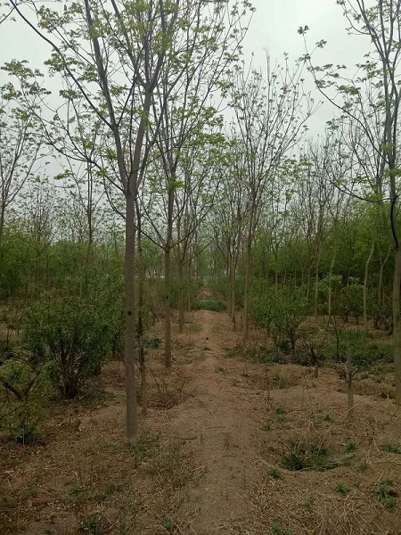 供應品質優良的垂柳 垂柳市場價格
