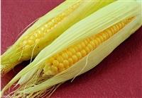 哪里大量收購玉米 吉林求購玉米