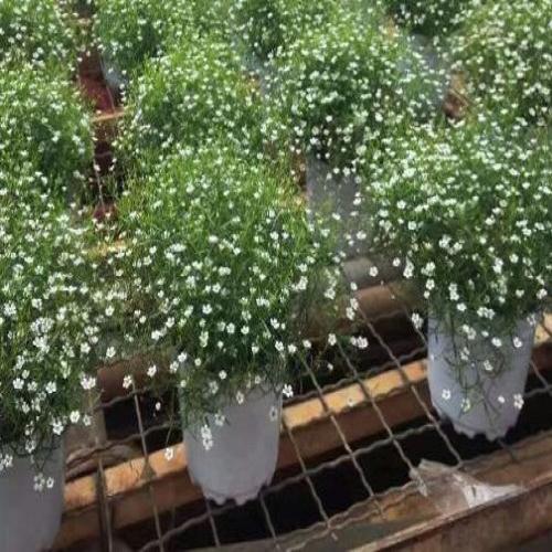 鮮花盆栽批發(fā)-鮮花批發(fā)網(wǎng)-昆明四季長(zhǎng)青花卉有限公司