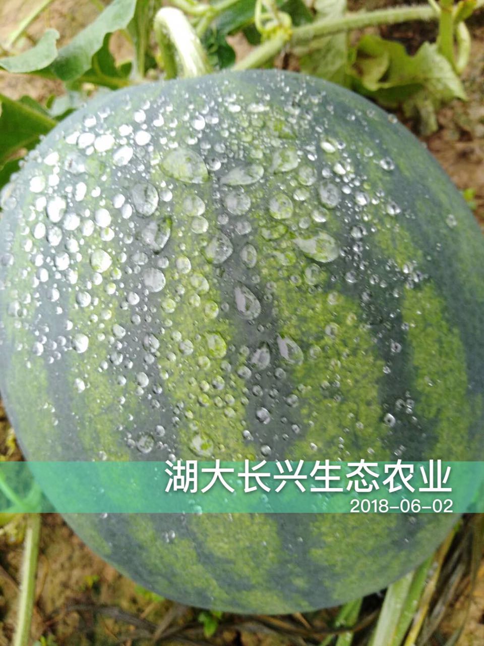 婁底麒麟瓜批發 **西瓜供應商**
