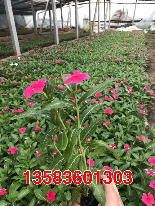 美輪美奐~含羞草價(jià)格，含羞草批發(fā)價(jià)格，含羞草批發(fā)，劉良
