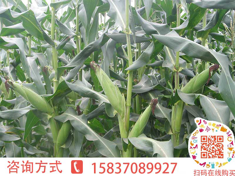 玉米桿青貯方法——[大京九種業]北農青貯208玉米種子品質好