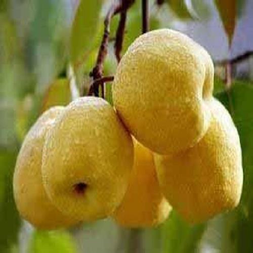 **梨子價格-農(nóng)牧商城四川特產(chǎn)-金堂鳴鳳生態(tài)農(nóng)業(yè)有限公司