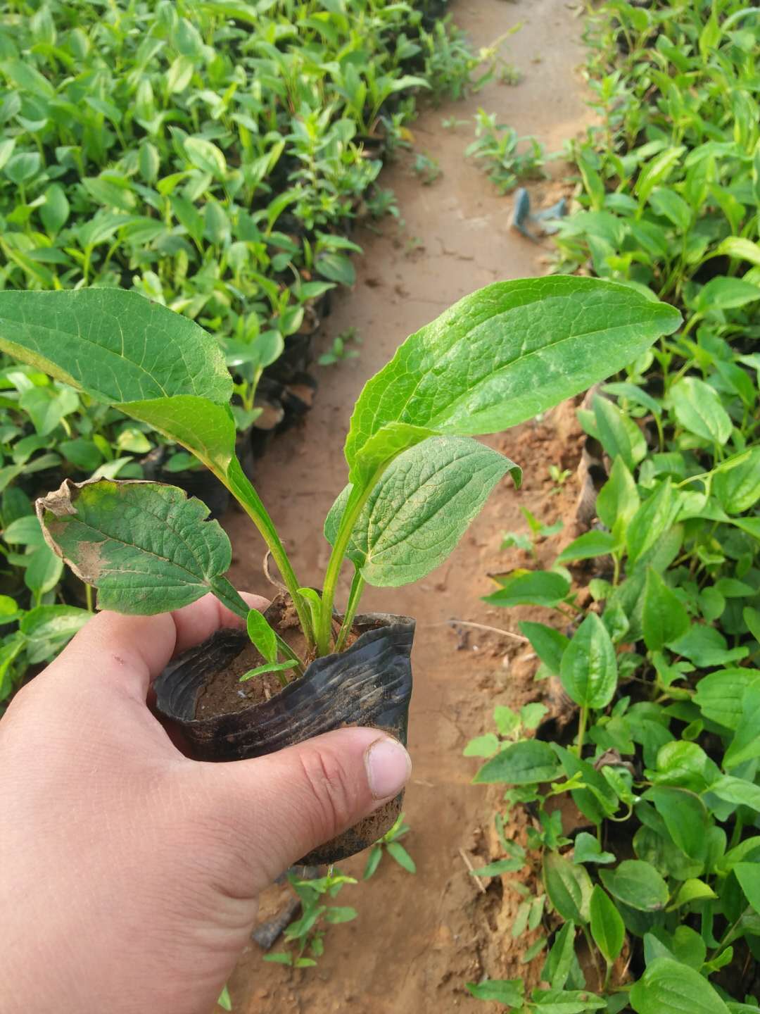 %百花爭艷【出售荷蘭菊】【荷蘭菊種子銷售】【荷蘭菊小苗價格】