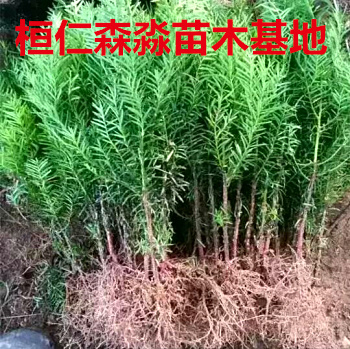 遼寧東北紅豆杉基地 灌木東北紅豆杉 本溪東北紅豆杉 球形東北紅豆杉 扦插東北紅豆杉