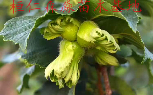 東*榛子苗 平歐大榛子苗 大榛子苗價格 遼寧大榛子基地 抗寒大榛子苗 **榛子苗