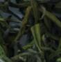 瀑泉紅茶1