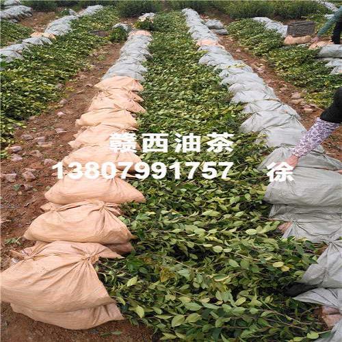 出油率高油茶苗/三年生油茶大杯苗供应/萍乡市赣西油茶苗繁育中心