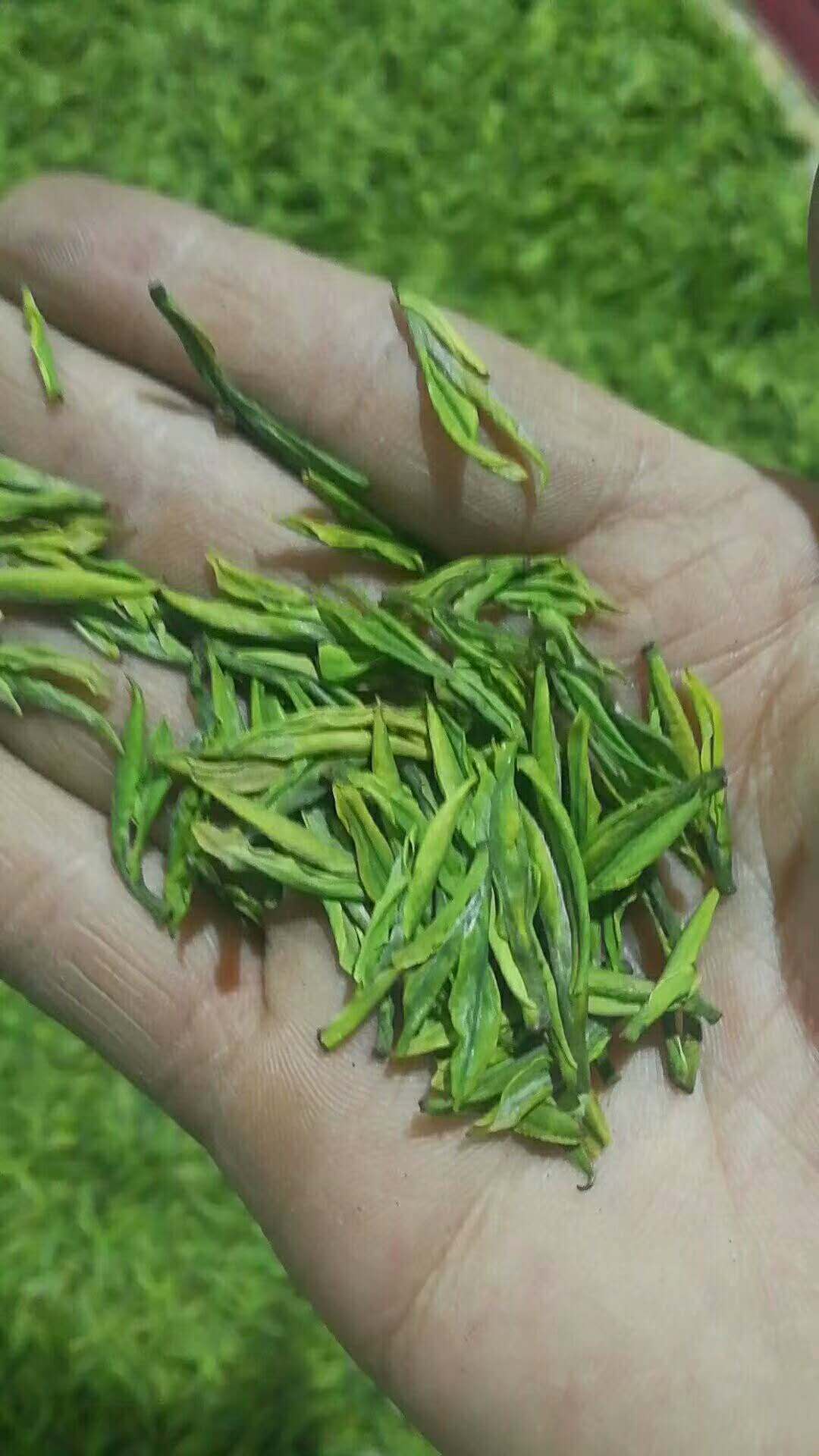 瀑泉茶業餓646