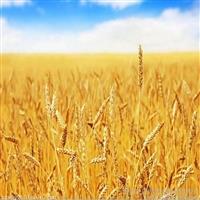 收購高粱  四川求購玉米小麥碎米等