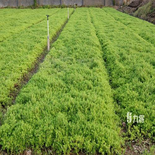 專業(yè)佛甲草價(jià)格