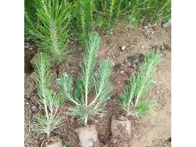 山城50公分側柏小苗——具有口碑的側柏苗基地**