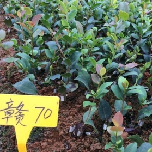 高產(chǎn)嫁接良種油茶苗批發(fā)價(jià)格,江西湖北安徽福建浙江廣東湖南四川河南