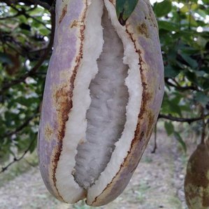 品質好的**肥當選湖南省吉祥天生物科技 **肥**批發