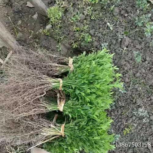積殼芽苗種植基地
