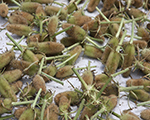 寧波象山薊果,寧波余姚薊果,余姚市水岳拉毛果種植場