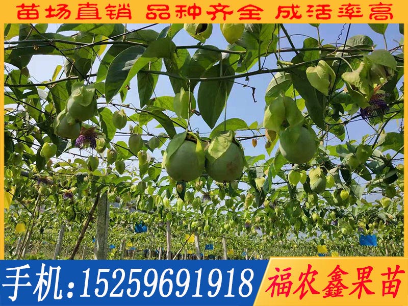 優良的紅寶石芭樂苗，福建**紅寶石芭樂苗批發