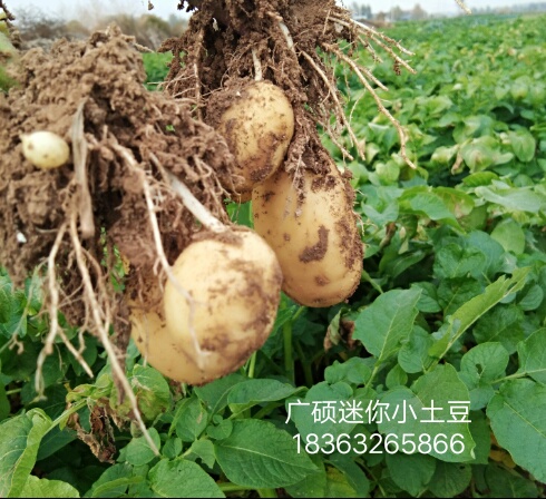 哪兒有批發迷你小土豆|迷你小土豆物**所值