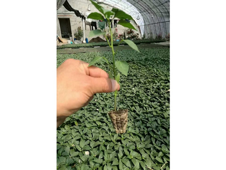 石家莊草炭土——西豐弘祥營養土加工供應實惠的遼寧育苗基質