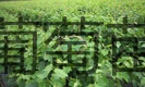 戶太8號葡萄苗  玫瑰香葡萄苗