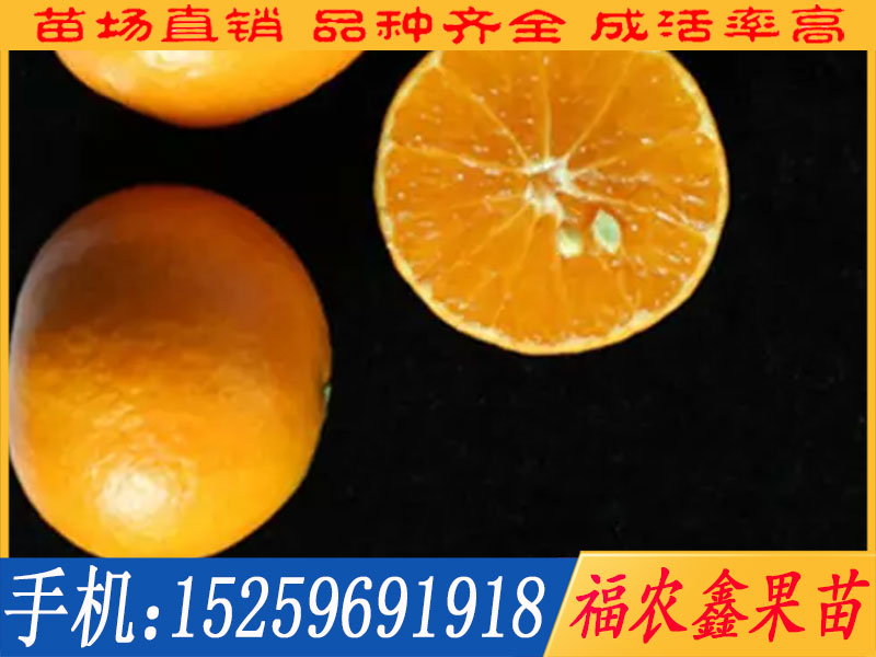 福建哪里有出售紅寶石芭樂苗，優惠的紅寶石芭樂苗