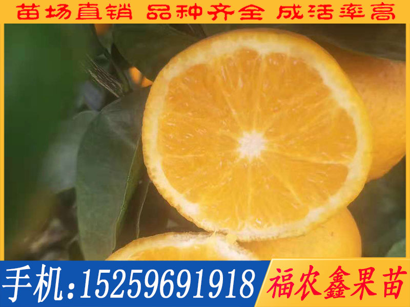 想要選購091無核沃柑苗供應商就來福農鑫果苗_091無核沃柑苗