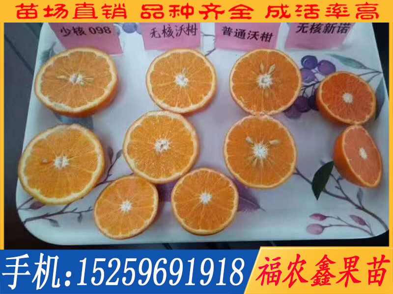 供應(yīng)紅寶石芭樂(lè)-供應(yīng)福建成活率高的紅寶石芭樂(lè)苗