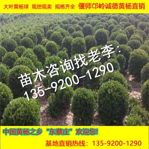 *桿大葉黃楊球