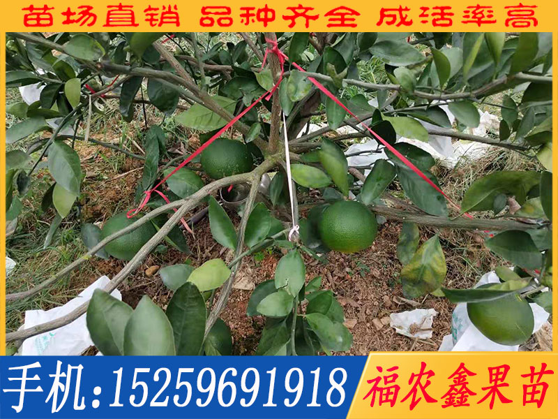 供應福建成活率高的成員天王柑苗—成員天王柑苗哪家有