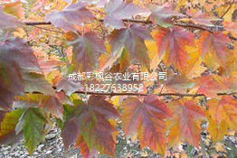 自貢美國紅楓哪家好-成都彩楓谷農業有限公司-四川美國紅楓