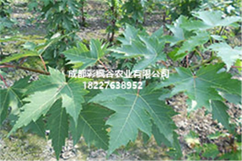 成都彩楓谷農業有限公司/四川美國紅楓/貴陽美國紅楓哪家*