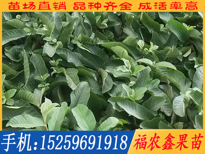 紅蜜番石榴苗想要優惠的紅蜜番石榴苗就來福農鑫果苗