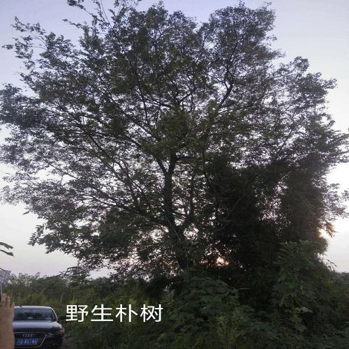 優質樸樹微信群