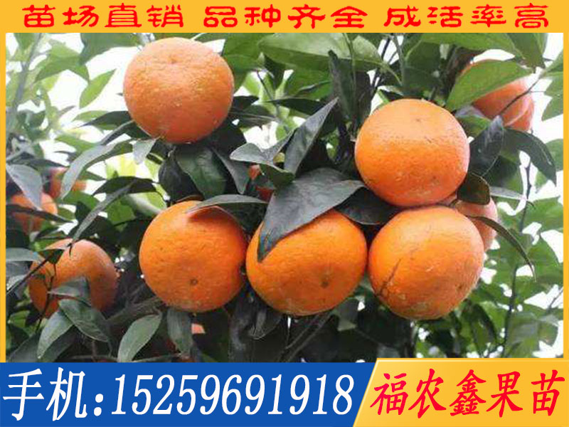 成活率高的091無核沃柑苗批發|091無核沃柑苗品種培育基地