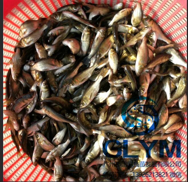 批發(fā)魚苗水產(chǎn)種苗花鰱魚苗大頭鳙魚苗