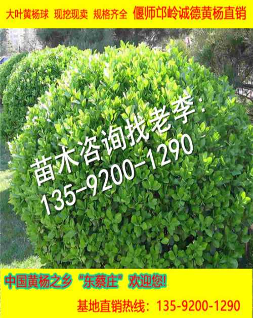 *桿大葉黃楊