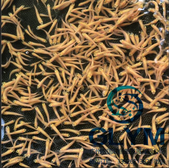 選好魚苗就用廣州國聯魚苗金鯇金絲鯇金草魚魚苗