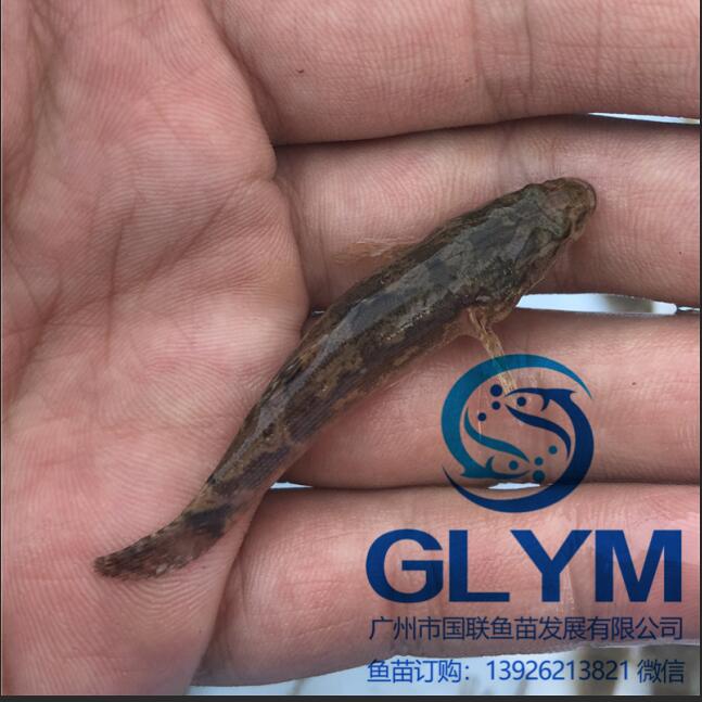 花都魚苗場長期提供各種淡水魚苗筍殼魚苗