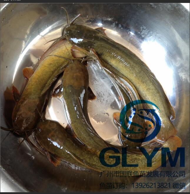 常年魚苗批發胡子鯰魚苗本地塘虱魚苗