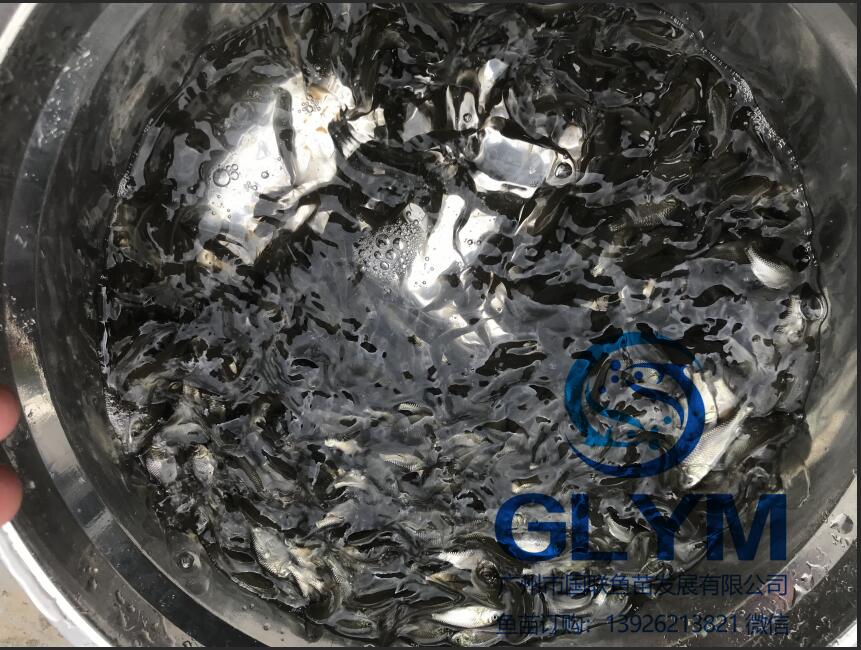 魚苗銷售 工程鯽魚苗鯉鯽魚苗